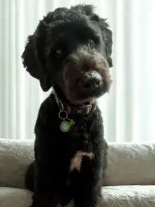 Tribe's Therapy Dog and Mascot